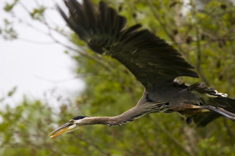 Great Blue Heron Taking Flight